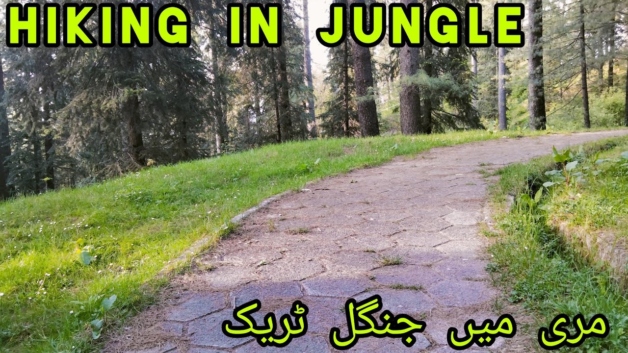 Hiking in Murree❤️| Hicking Track Vlog| Family Vlog| Video Master Star 🌟 | مری جنگل میں ٹریک | fun