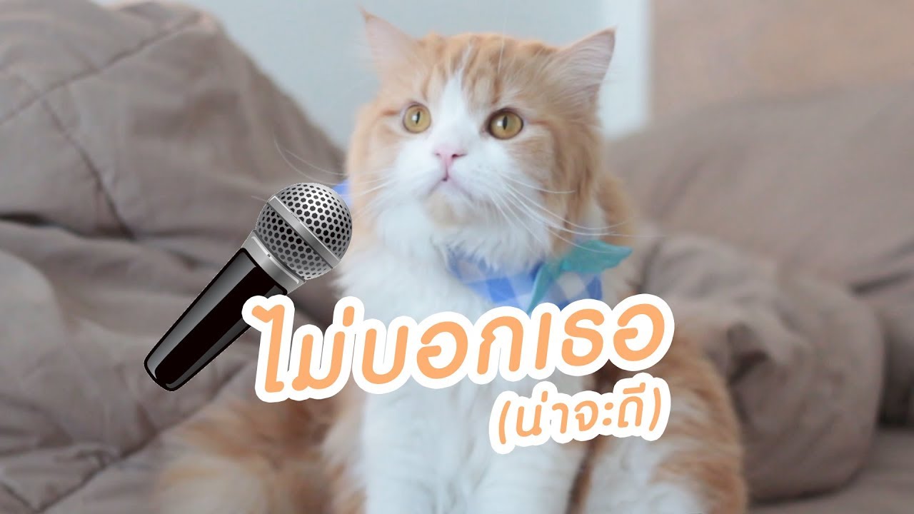 Theycallmemeaow | เพลง ไม่บอกเธอ (น่าจะดี)
