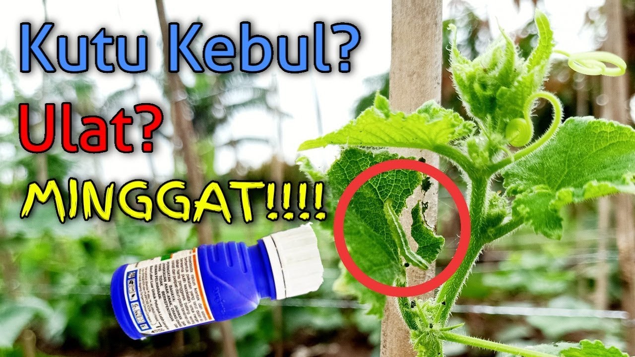 Atasi Ulat dan Kutu Kebul Pada Tanaman Timun || Cucumbers Planting