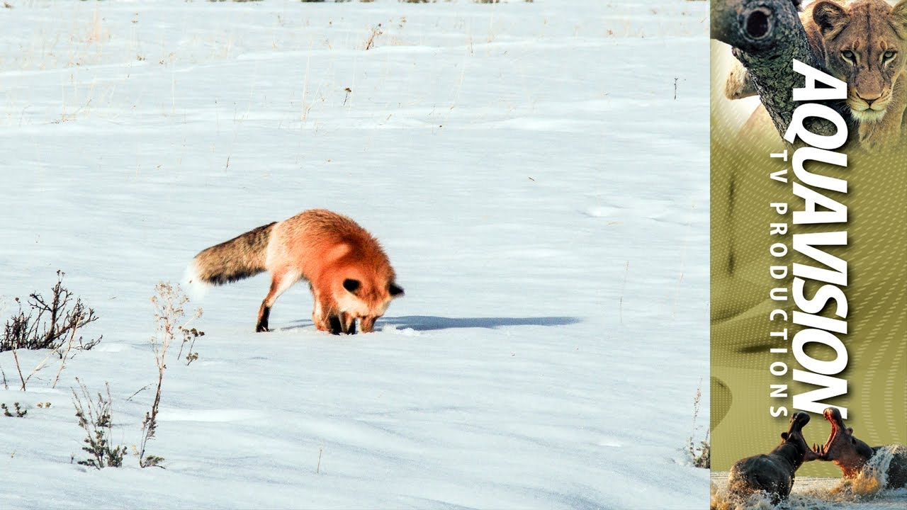 Fox Dives Headfirst Into Snow  | 4K UltraHD Stock Footage