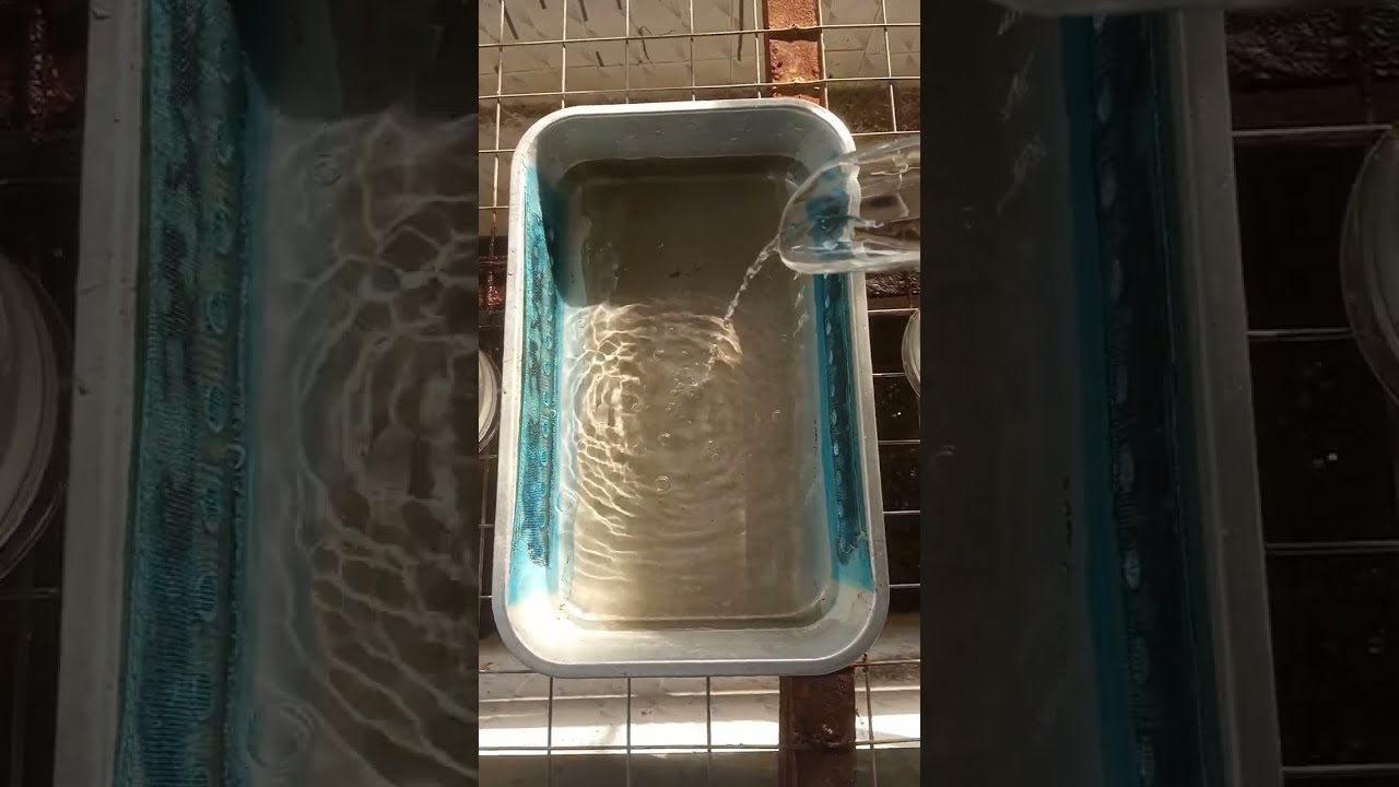 How setup a tilapia hatchery#tilapia