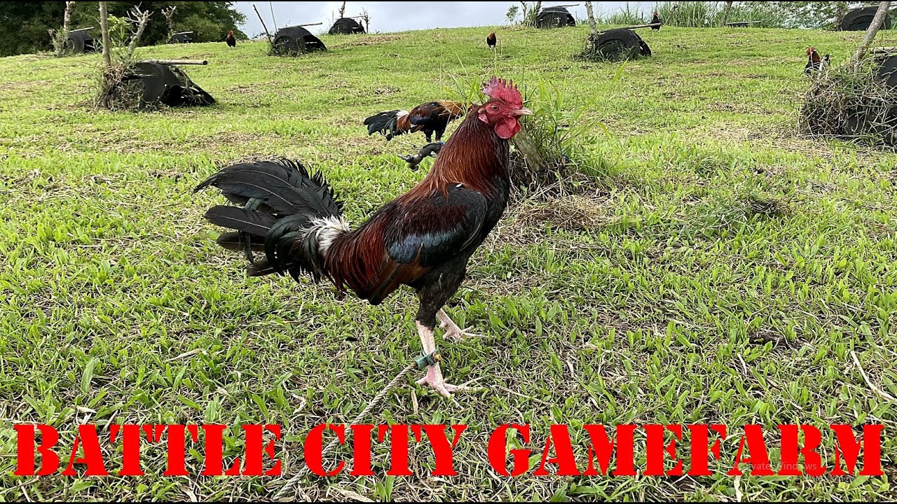 Lets Visit The Farm Of Battle City Gamefarm