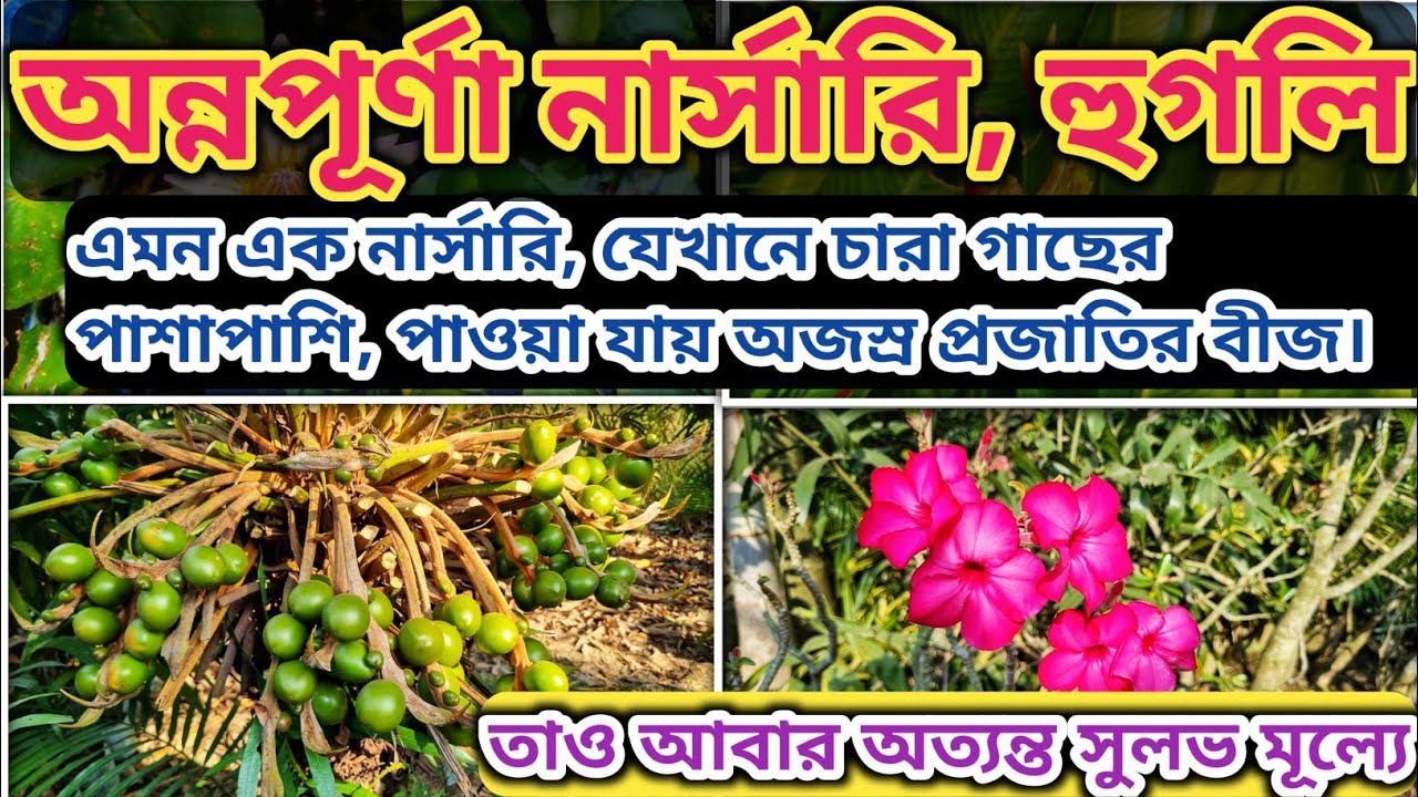 Annapurna Nursery, Rahimpur Rajbalhat Hooghly.@NATUREEXPLORER2020