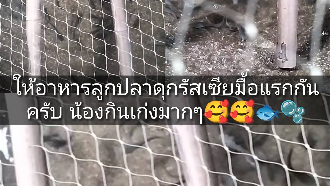 ให้อาหารลูกปลาดุกรัสเซียมื้อแรกกันครับ น้องกินเก่งมากๆ🥰🥰🐟🫧#ปลาดุกรัสเซีย