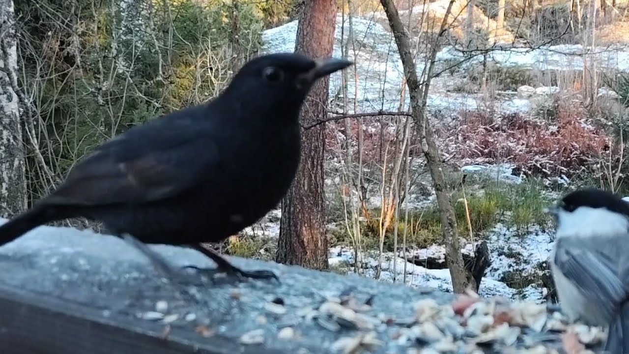 Blackbirds and other Nordic Birds Feeding on the Deck 