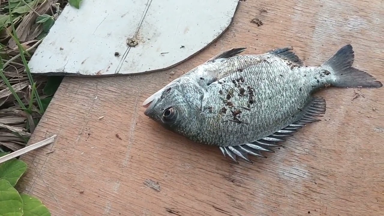 Khoảnh khắc vui nhộn ae tôi lên cá 🐟 liên tục 