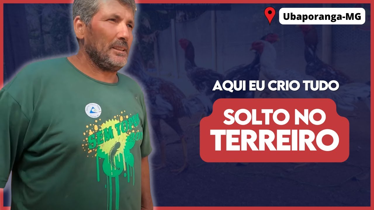 Criação solta no QUINTAL, e selecionamento NATURAL. CRIAR ÍNDIO GIGANTE SOLTO? Será que dá certo?