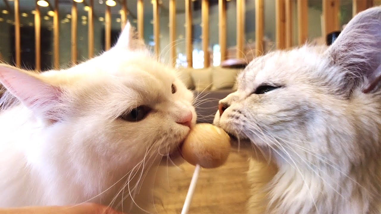 Счастливые минуты, проведенные в моем первом кошачьем кафе 🐈❤️ Cat Cafe MOCHA Akihabara