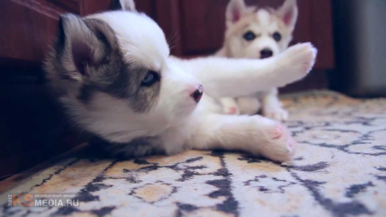funny puppies Husky video