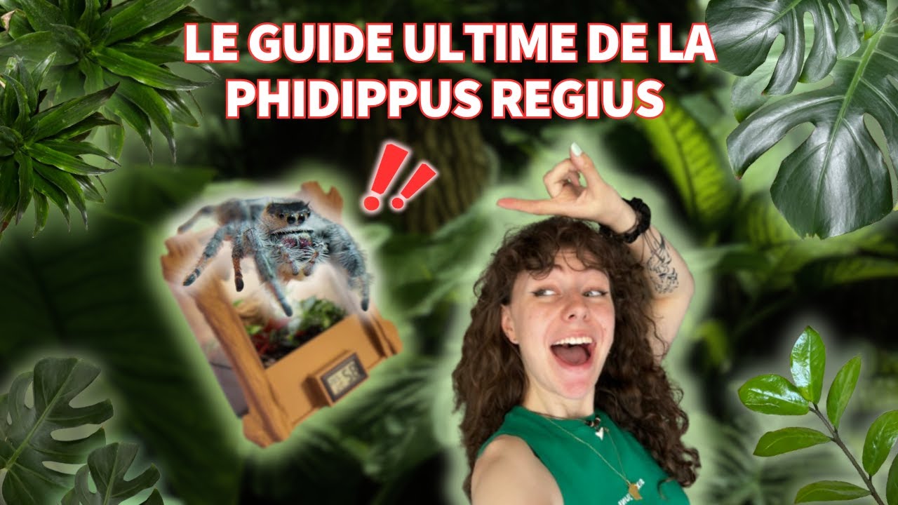 TU VEUX ADOPTER UNE PHIDIPPUS REGIUS ?! - LE GUIDE ULTIME DE LA PHIDI