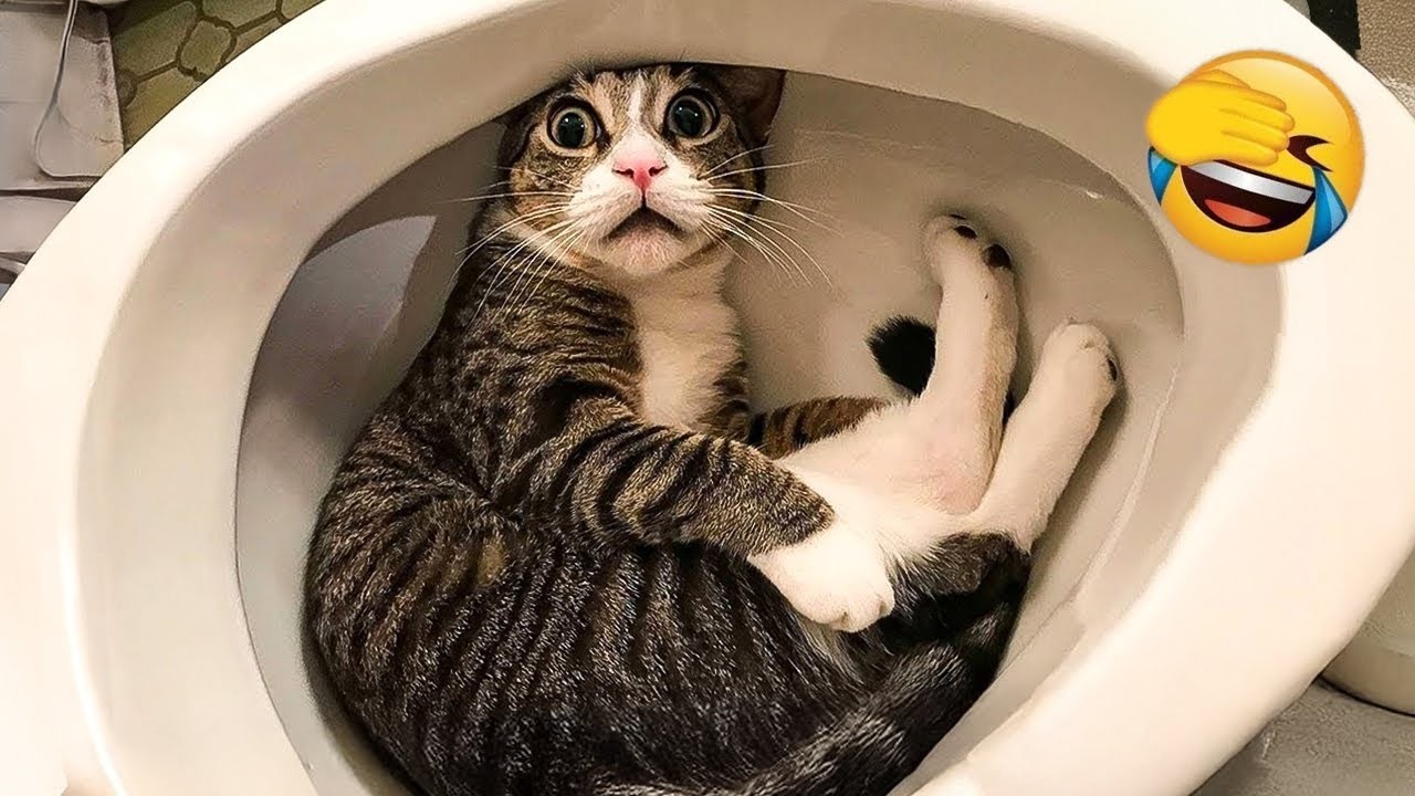 You Laugh You Lose😜The Funniest Dogs and Cats 2026😼🐶