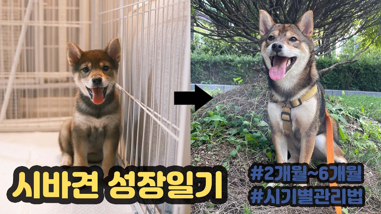 고마 시바견 버디 성장일기 | #첫만남 #첫산책 #퍼피훈련