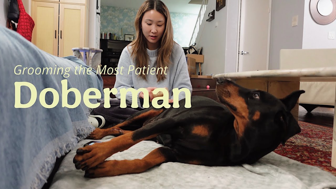 Is this the calmest Doberman ever?