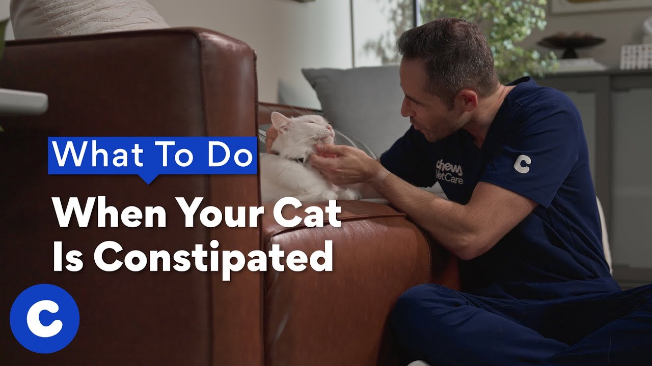 What To Do When Your Cat Is Constipated | Chewtorials