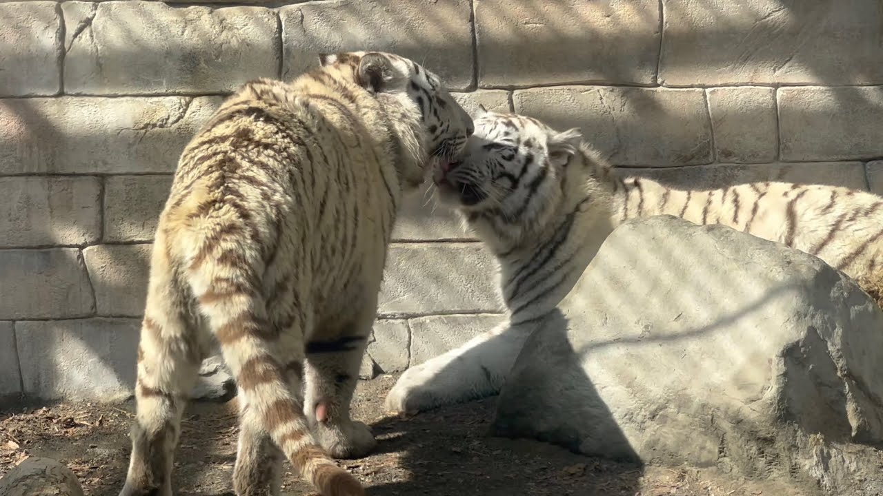 いつでも仲良しなコタくんとハクくん🐯　2月5日 東武動物公園　ホワイトタイガー