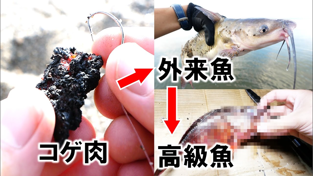 コゲ肉が高級魚に変わる「わらしべ長者」