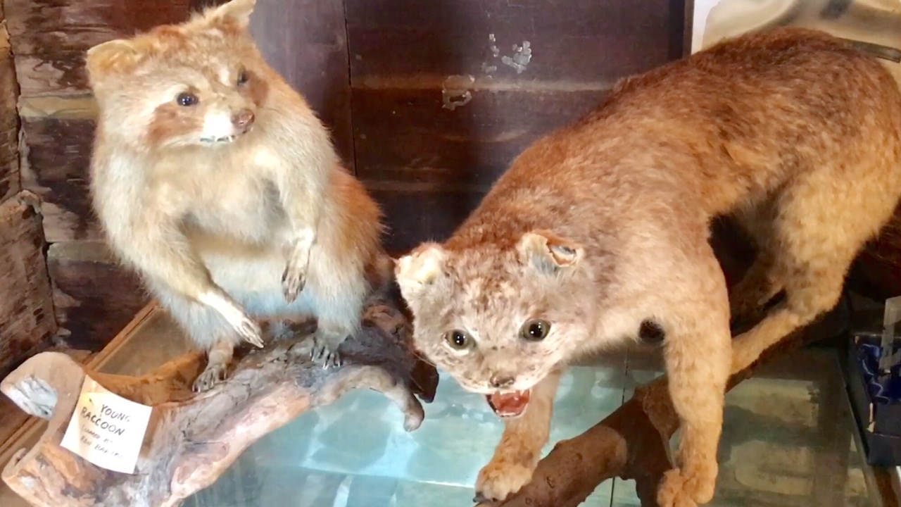 TDW 1707 - Inside The Cabin of Davy Crockett