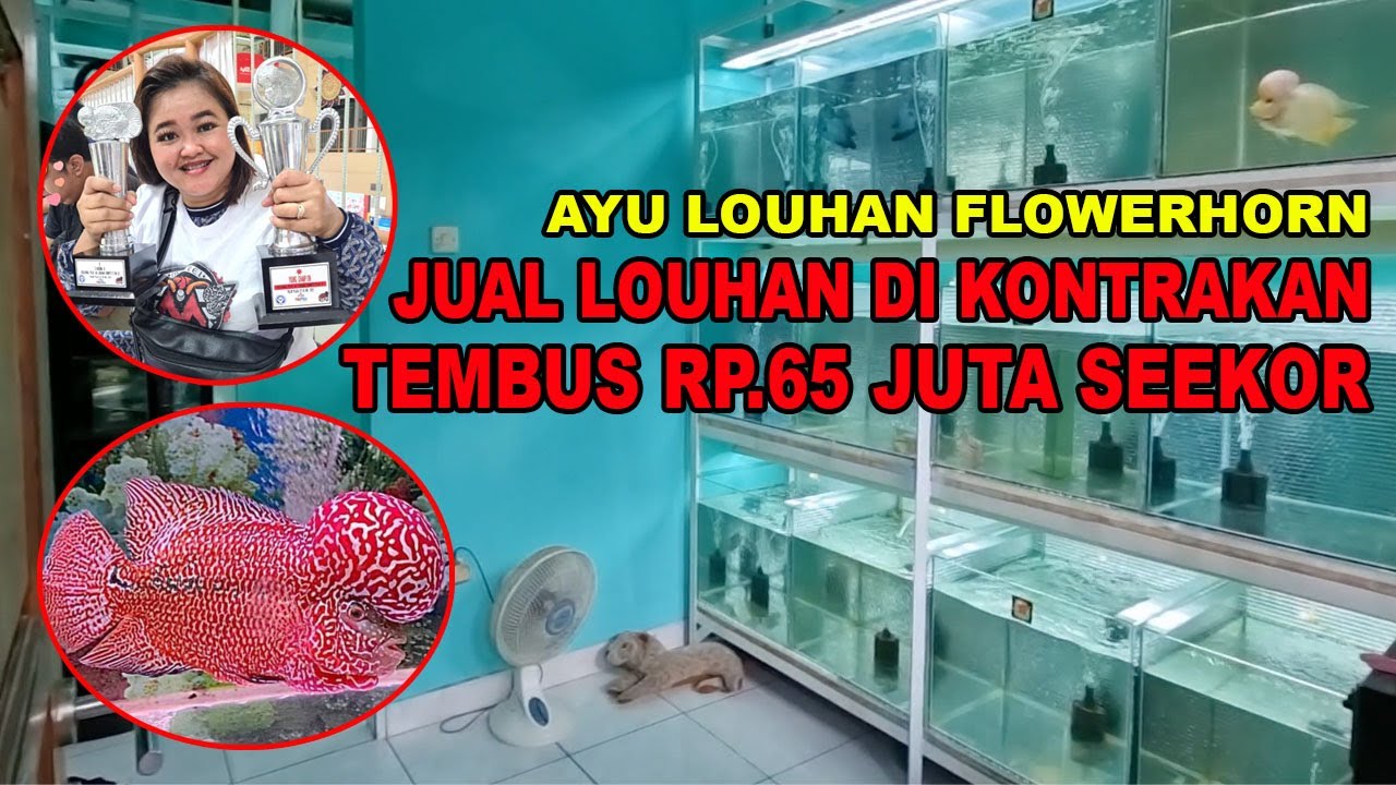 EDAN !!! JUAL LOUHAN DI KONTRAKAN BISA LAKU 65 JUTA/EKOR - AYU LOUHAN FLOWERHORN