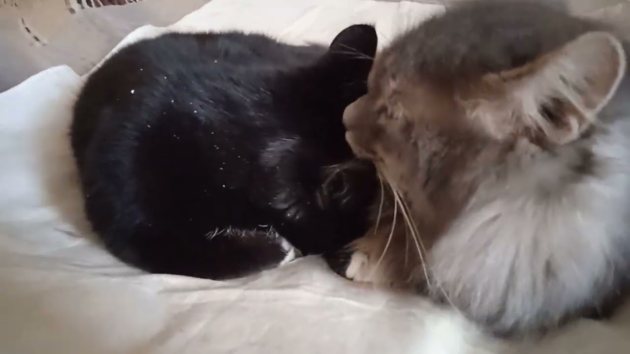 cat ❤️❤️❤️😺😺😺