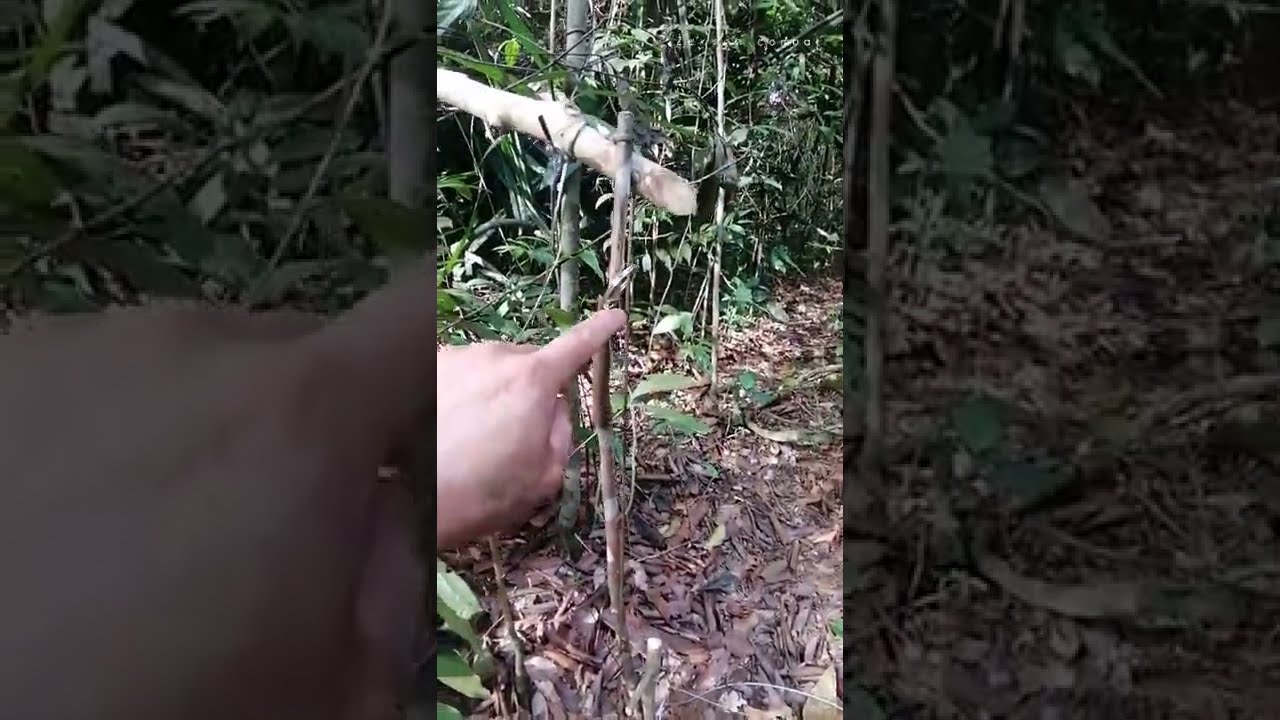 jerat langgaran/jerat rambo #survival #jeratbabi #borneo #shorts