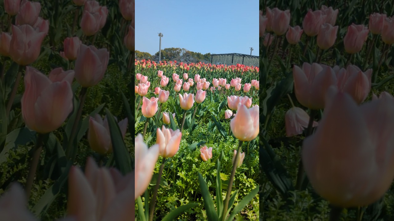 Spring Vibes 🌷2024( March) #lifeinjapan #tulip #japansinhala