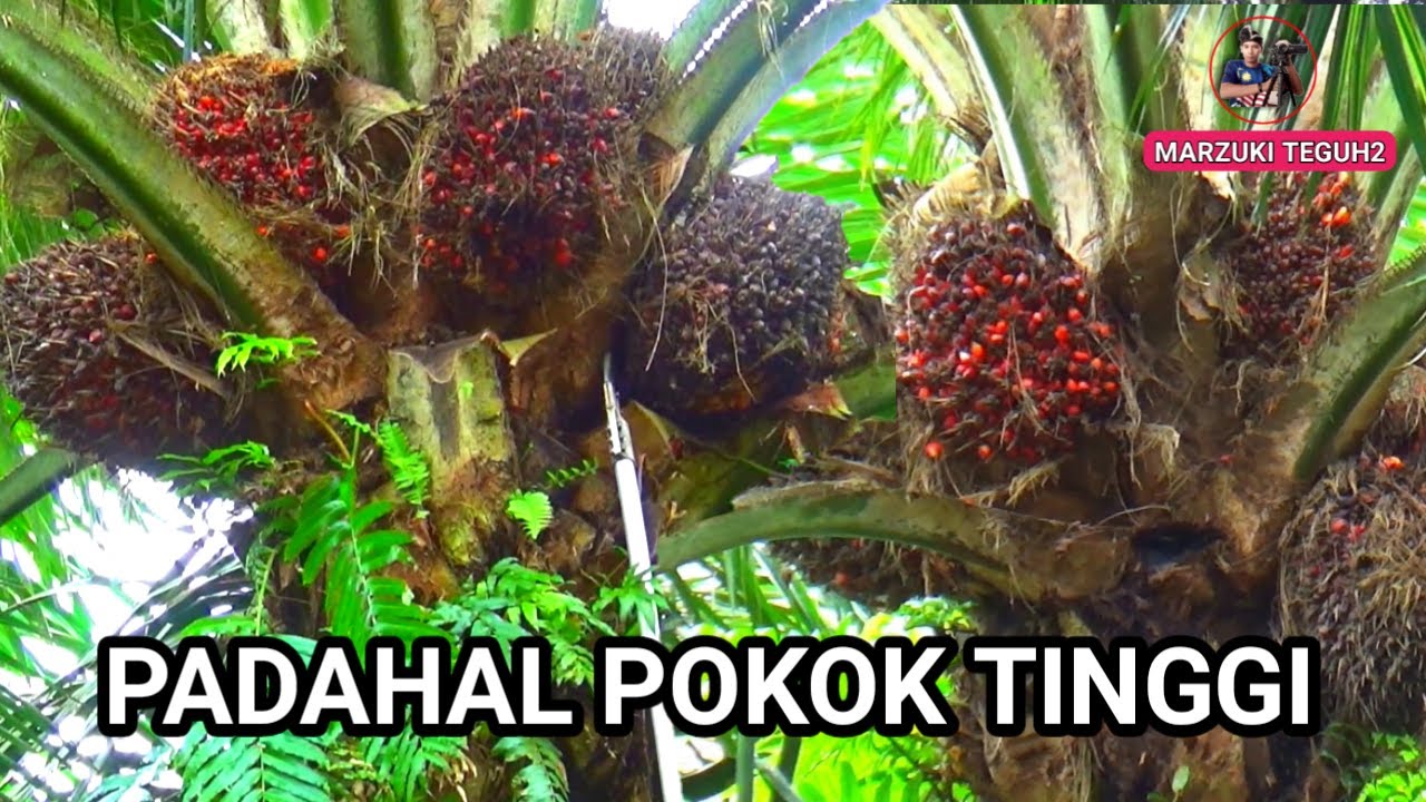 panen buah kelapa sawit super keliling pokok tinggi Malaysia