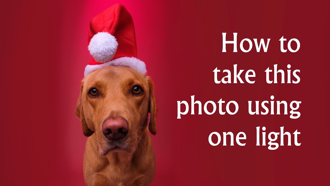 The fuzzy model becomes the Christmas elf
