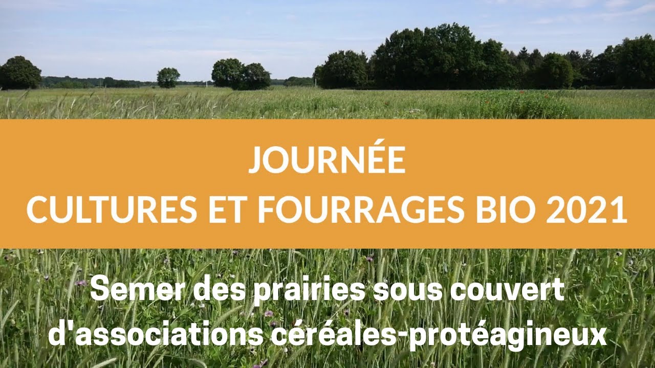 Semer des prairies sous couvert d'association céréales-protéagineux