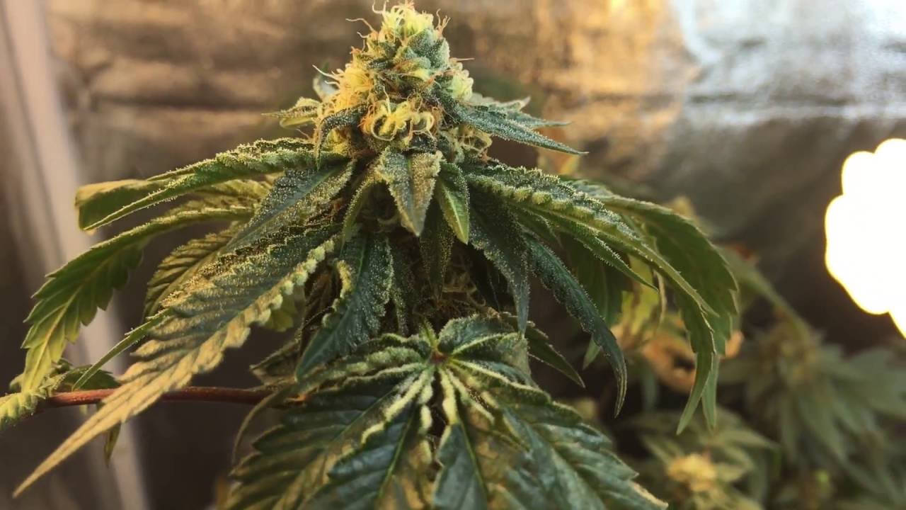 Cfl Grow Tent Week 5 Flowering GSC/Trinity Kush