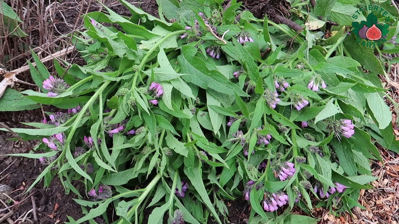 Beinwell als Mulchmaterial / Dünger