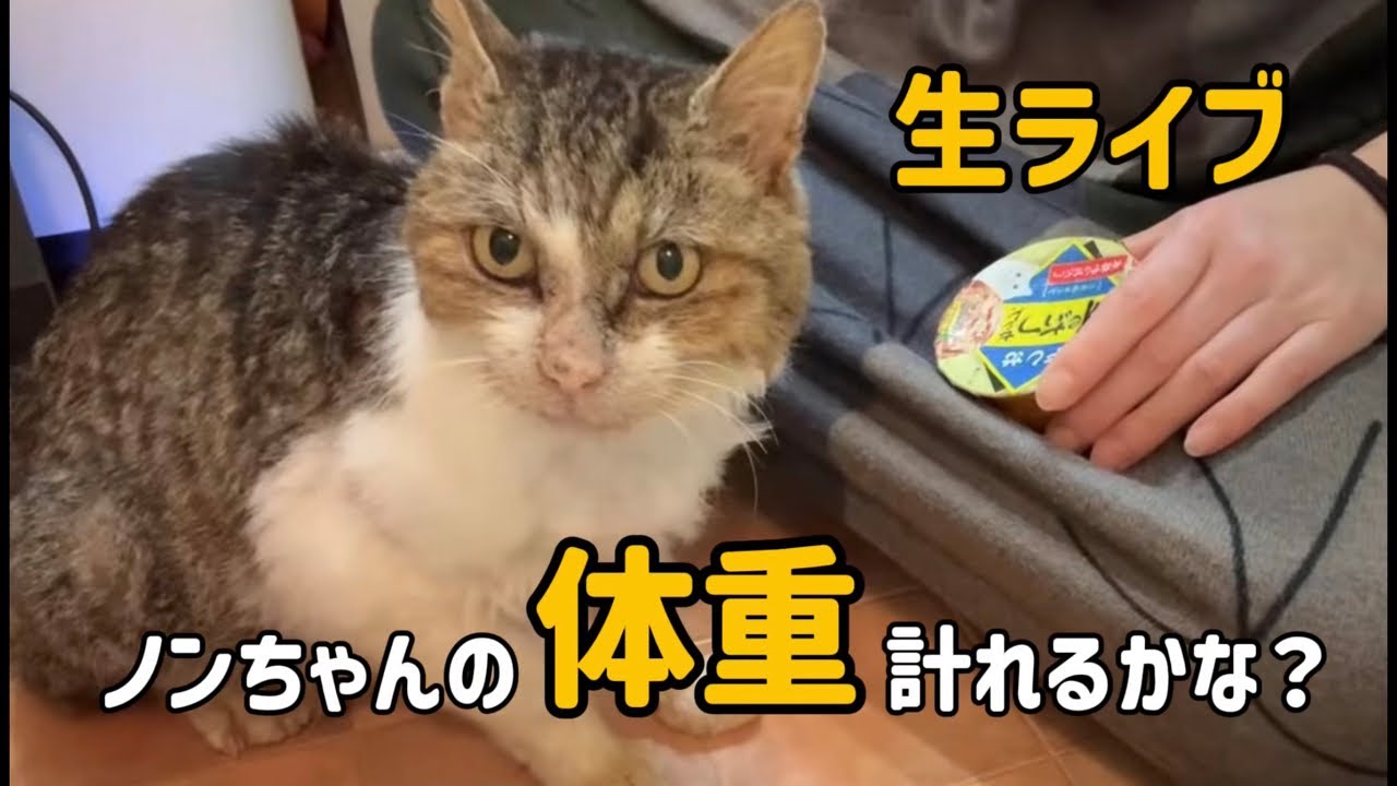 ノンちゃんの最新体重を測ります🐈‍⬛ Non-chan update