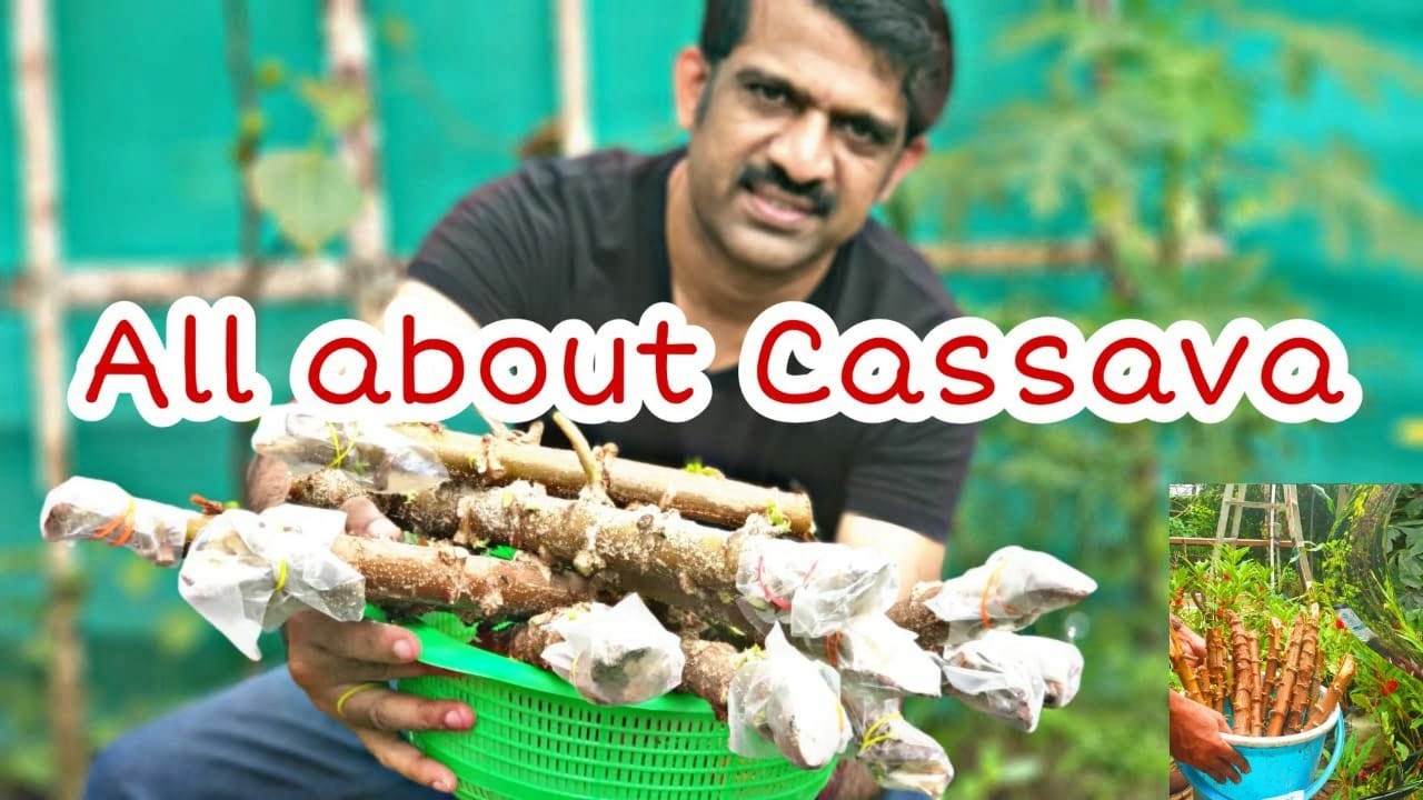 CASSAVA PLANT || TAPIOCA STEM PROPAGATION