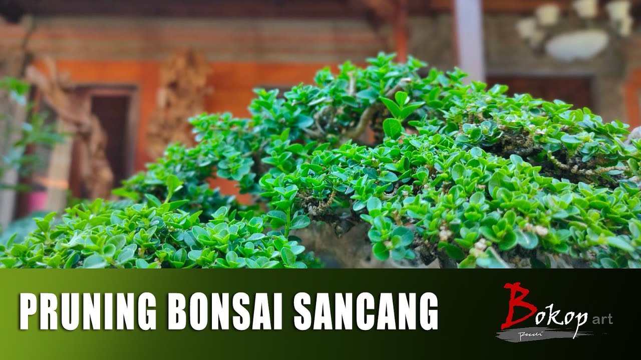 PRUNING BONSAI SANCANG