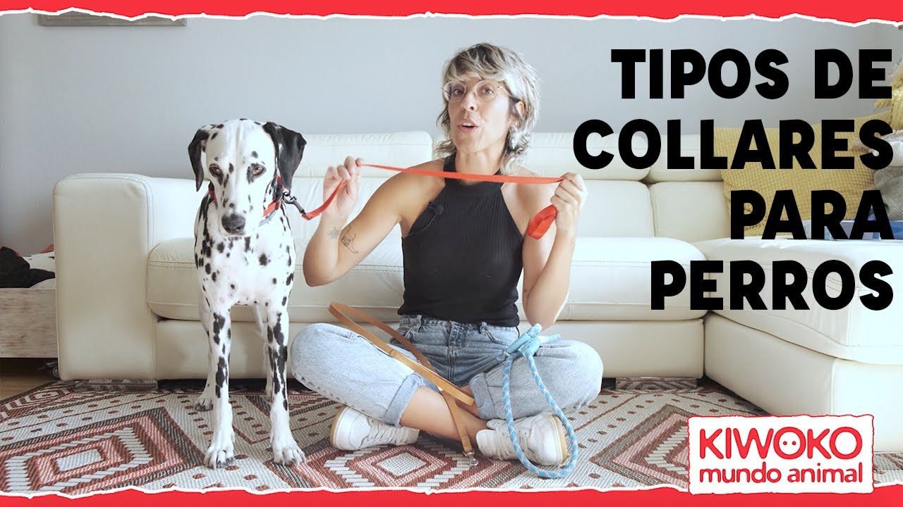 Tipos de correas para perros🐶
