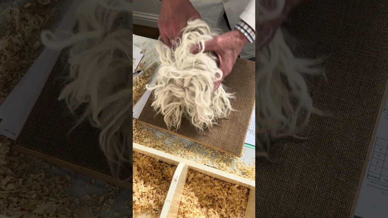 Long haired Guinea pig having a massage&hellip;.lunkarya guinea pig is like an actual mop! #mop #guineapig