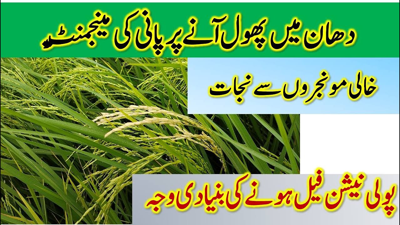 خالی مونجروں سے نجات | Water management in rice during flowering stage | Dr. Jamil Shafi