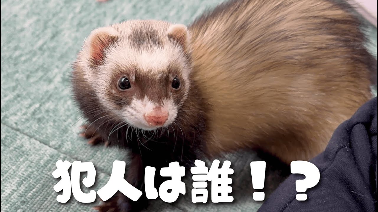 誰がやったの！？寝起きから始まるチョコミント家の1日【ferret#1959】