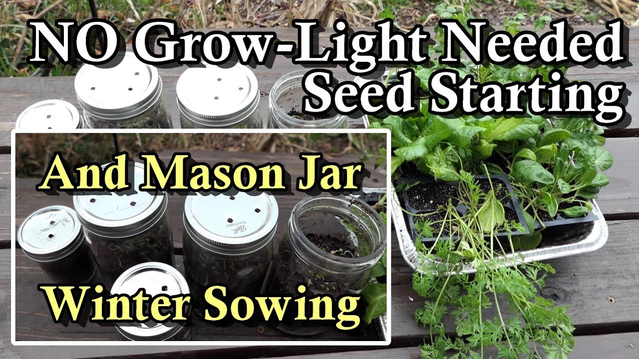 How to Start Seeds Without Grow-Lights & Winter Sowing With Mason Jars: 2 Money Saving Alternatives
