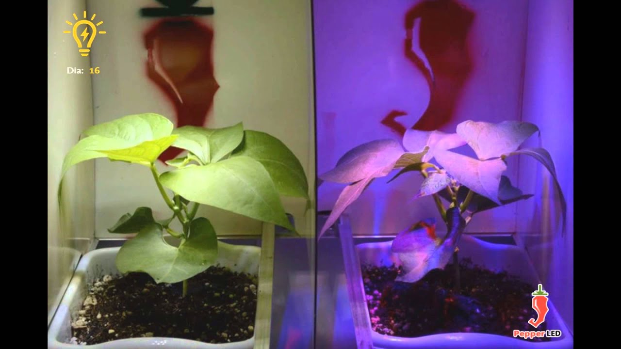 Crescimento de Plantas (Feijões) utilizando LEDs / Growing Plants (Beans) With LED Lights