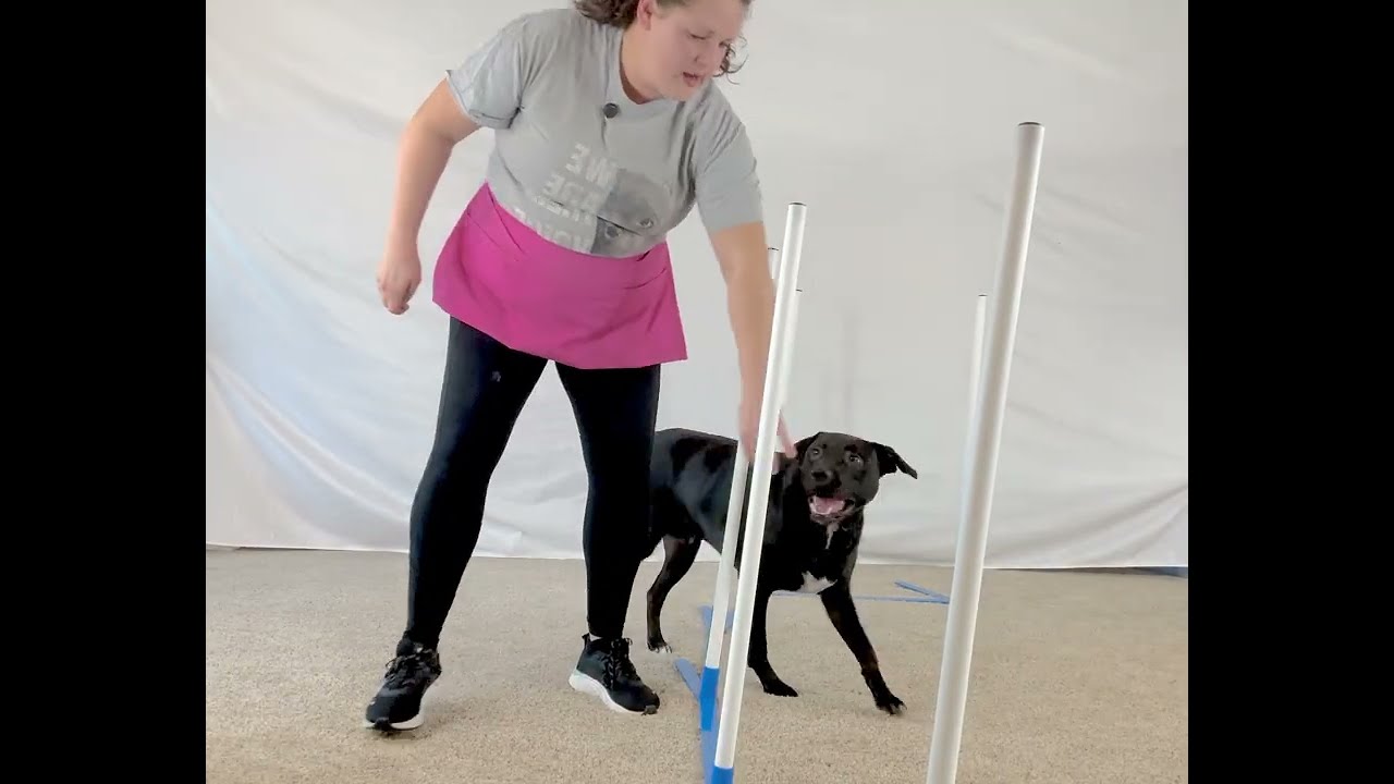 AKC Intermediate Trick Dog Submission 2025, Apollo the Rescue Pup & Owner Kristie Halverson