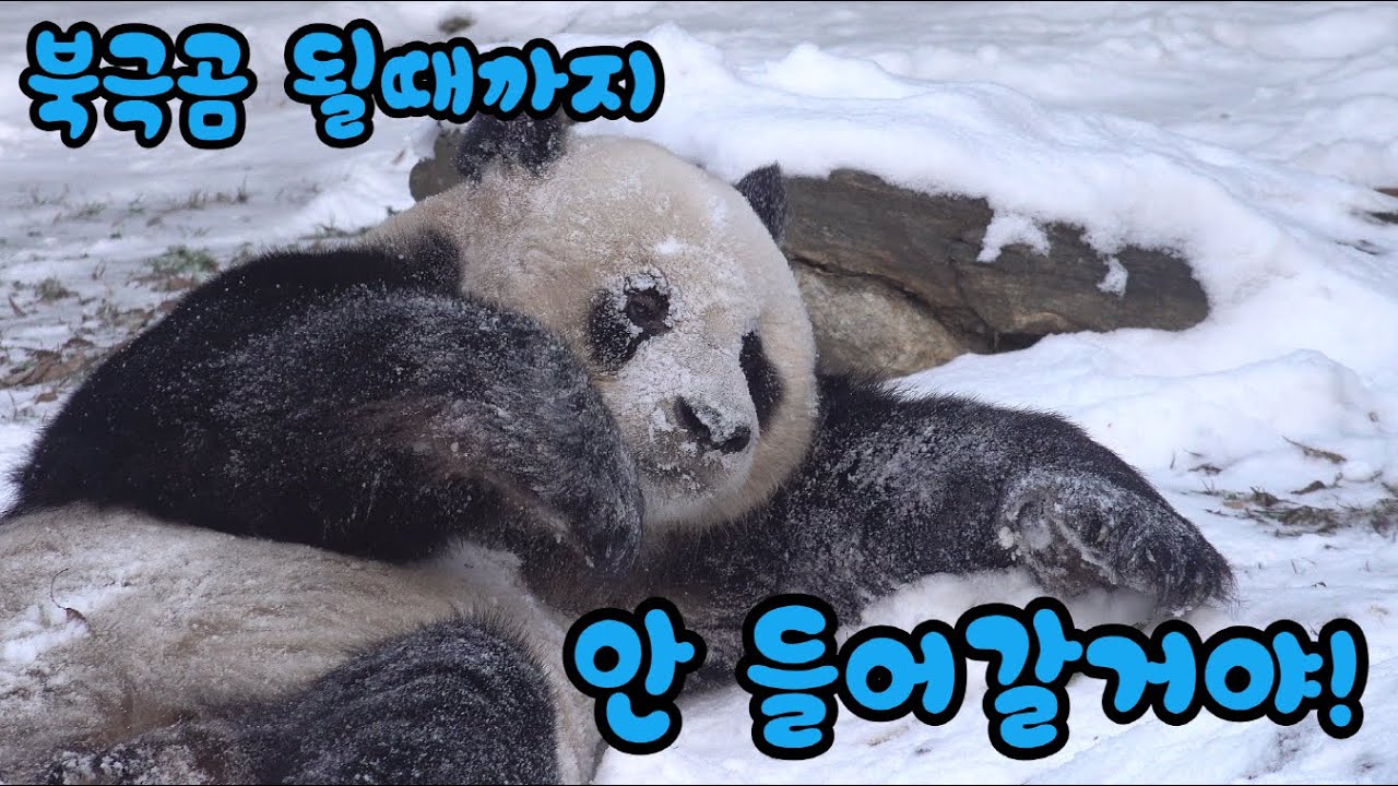 ★에버랜드 판다월드★ 이러다가 북극곰 되는 거 아니야? 눈미끄럼틀도 타고 눈도 먹어보고 신나게 놀아요 (그러다 결국 사고치고 도망감ㅋㅋ)