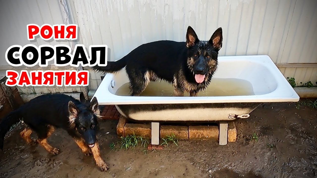 ПОСМОТРИТЕ КАКОЙ УМНЫЙ ЩЕНОК. GERMAN SHEPHERD DOG