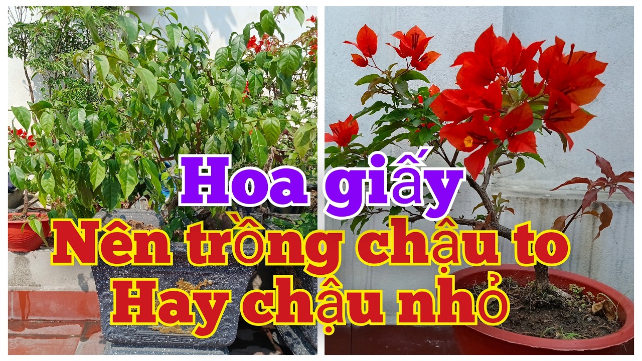 Hoa giấy nên trồng trong chậu to hay chậu nhỏ.