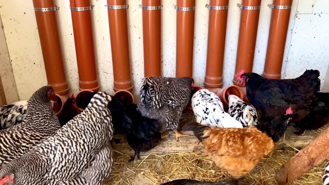 Hühnerfütterung - Das System mit Rohren näher erklärt, direkt aus dem Hühnerstall! #hühnerfutter