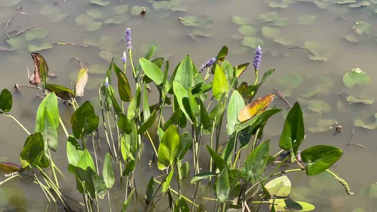 Pickerel Weed Plant Profile