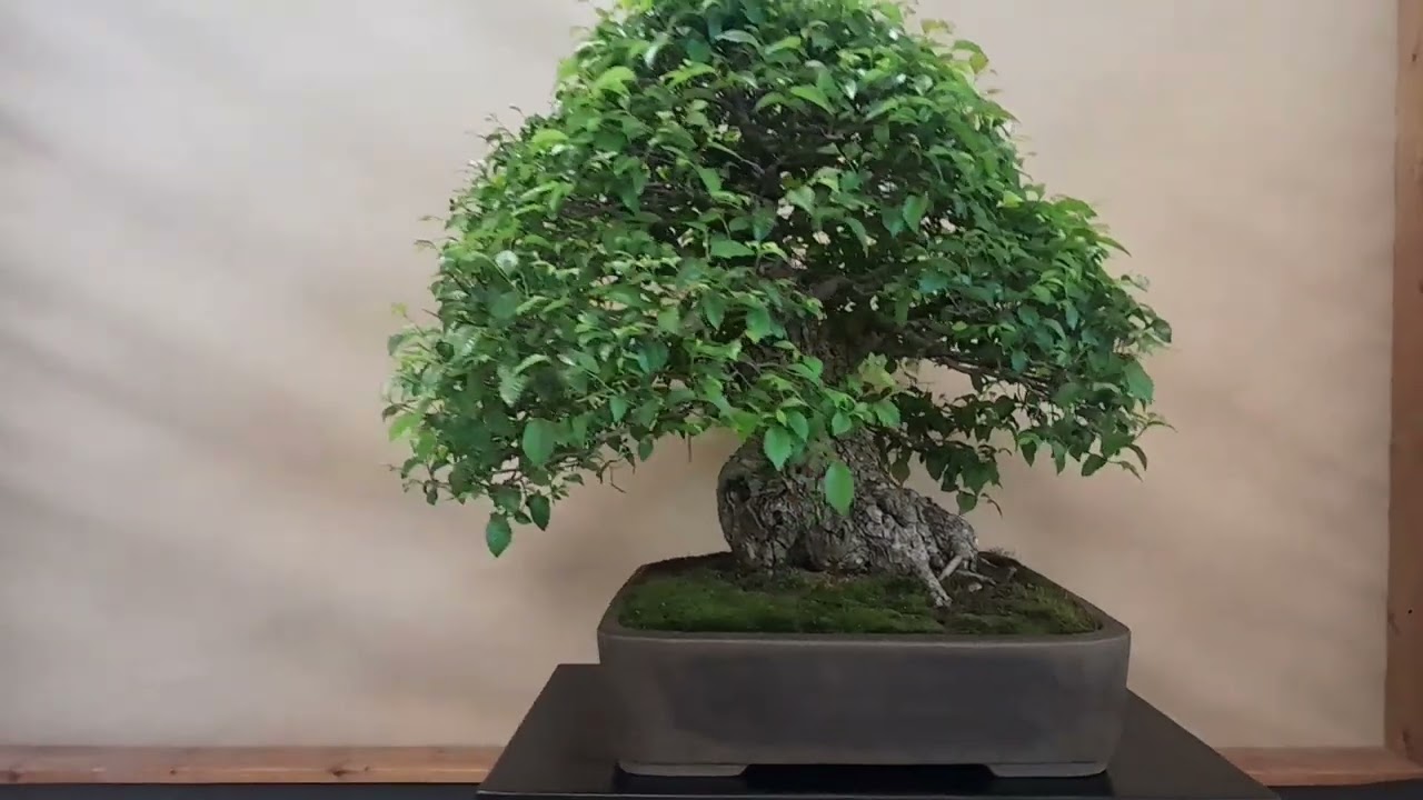 Arcobonsai 2025