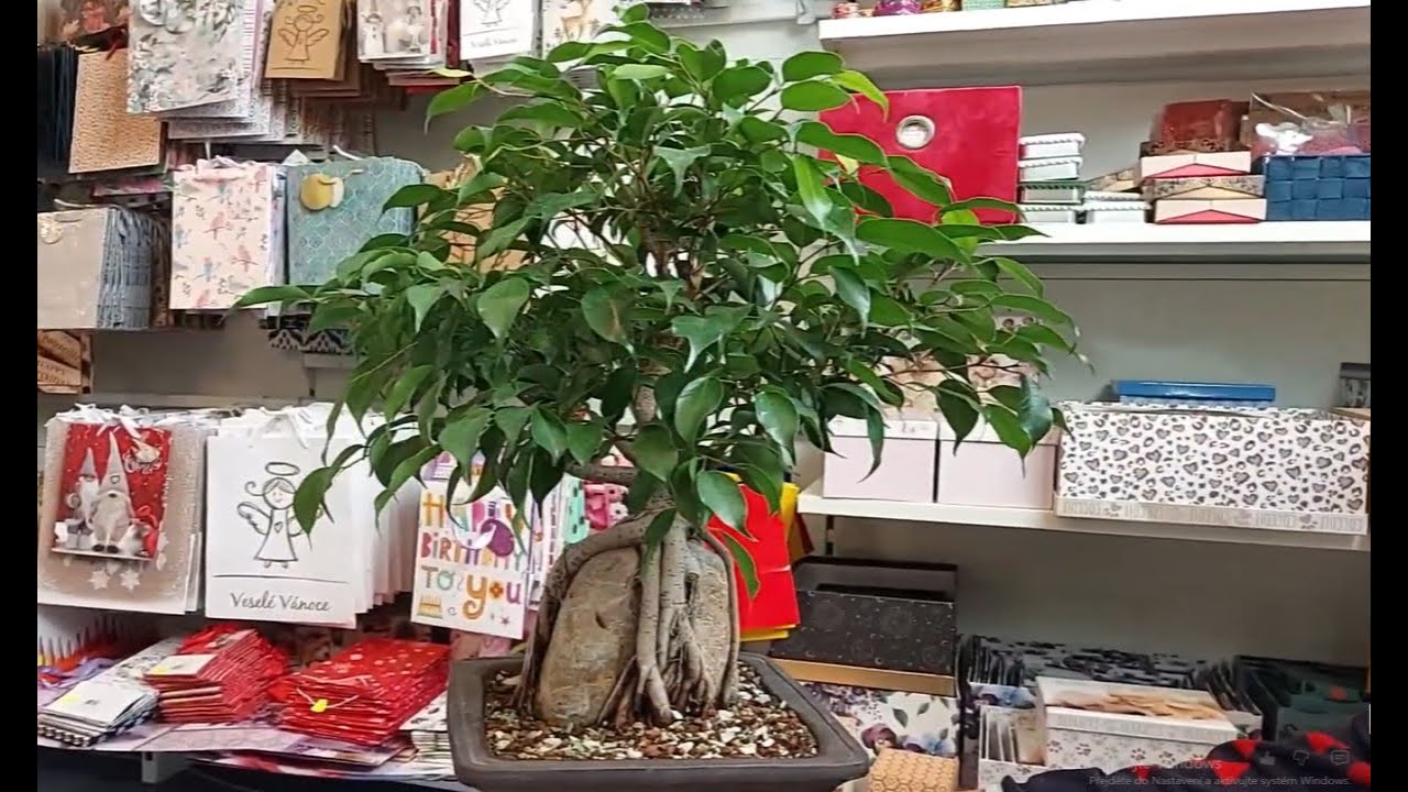 Фикус Бенджамина, растущий на скале
