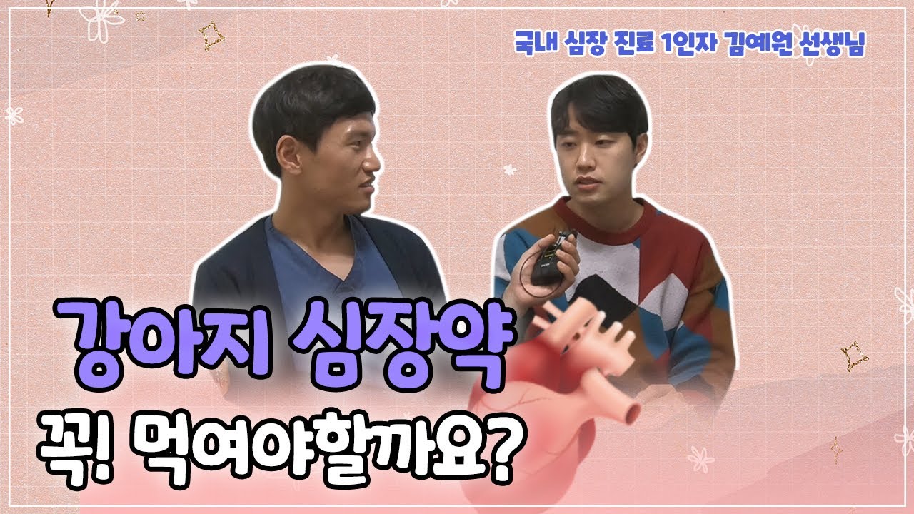 Q&A 강아지 심장약 꼭! 먹여야할까요 ?