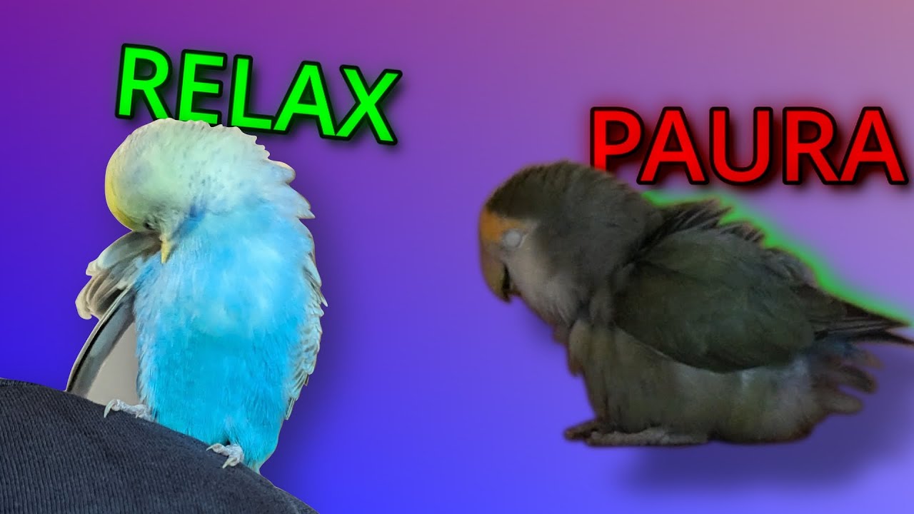 linguaggio  del corpo e sonoro dei pappagalli.Cosa ci stanno dicendo