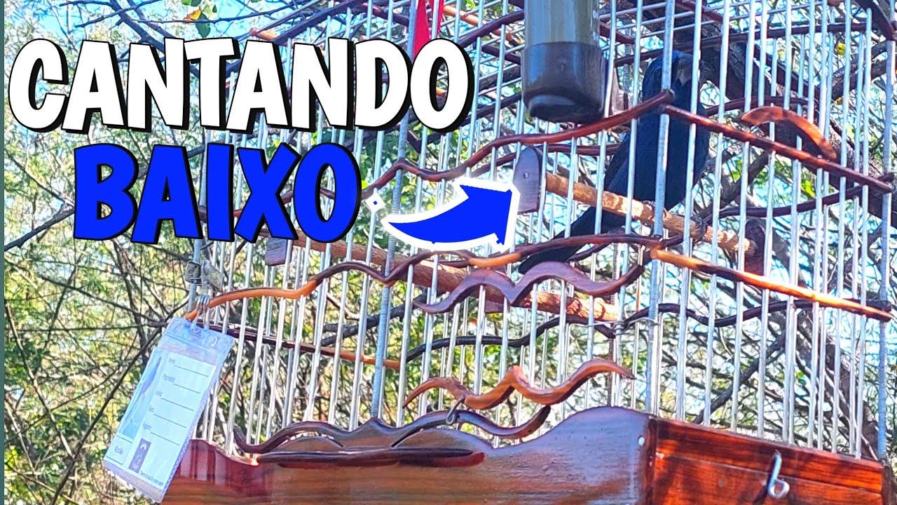 como AUMENTAR  canto do AZUL&Atilde;O  SEM FEMEA 😳 !!!